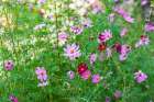 Haft Kul-Sughd Province-Tajikistan Purple daisies in the mountains of Tajikistan Art Print